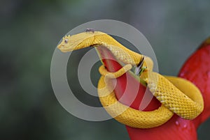 Eyelash Viper - Bothriechis schlegelii