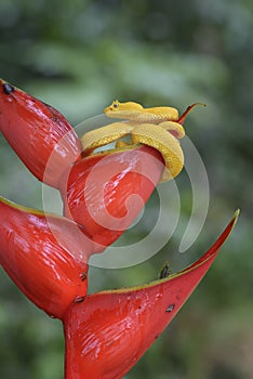 Eyelash Viper - Bothriechis schlegelii