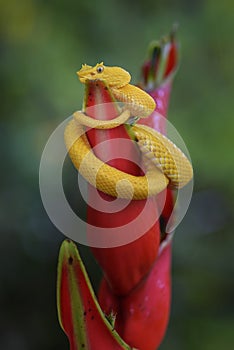 Eyelash Viper - Bothriechis schlegelii