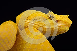 Eyelash viper Bothriechis schlegelii