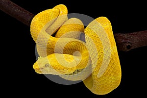 Eyelash viper Bothriechis schlegelii