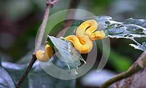 Eyelash viper Bothriechis schlegelii