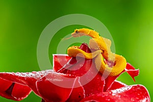 Eyelash Viper - Bothriechis schlegelii