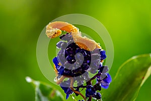 Eyelash Viper - Bothriechis schlegelii