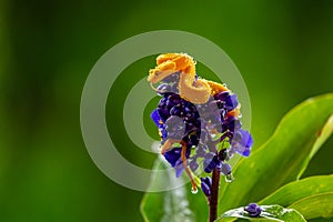 Eyelash Viper - Bothriechis schlegelii