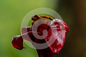 Eyelash Viper - Bothriechis schlegelii