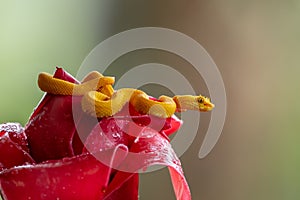 Eyelash Viper - Bothriechis schlegelii