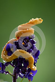 Eyelash Viper - Bothriechis schlegelii