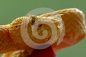 Eyelash Viper - Bothriechis schlegelii