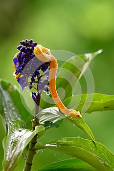 Eyelash Viper - Bothriechis schlegelii