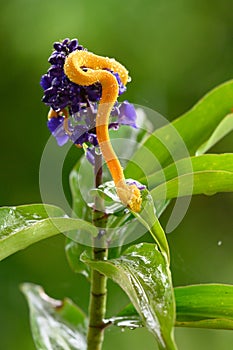 Eyelash Viper - Bothriechis schlegelii