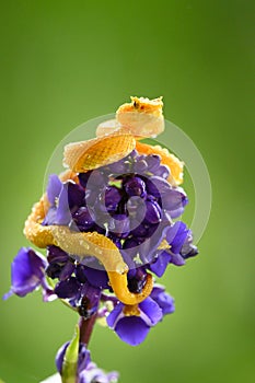 Eyelash Viper - Bothriechis schlegelii