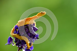 Eyelash Viper - Bothriechis schlegelii