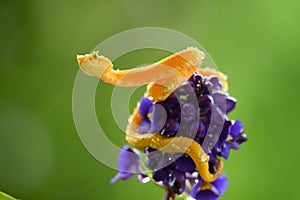 Eyelash Viper - Bothriechis schlegelii