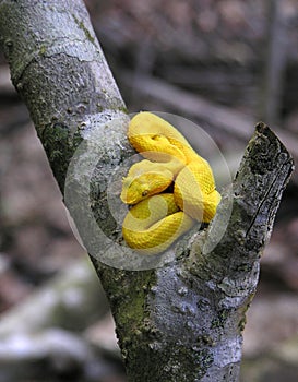 Eyelash viper (Bothriechis schlegelii)