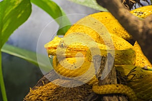 Eyelash viper (Bothriechis schlegelii)