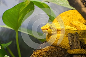 Eyelash viper (Bothriechis schlegelii)