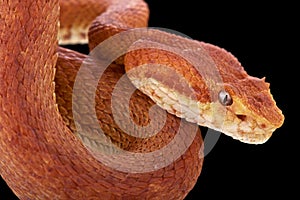 Eyelash viper (Bothriechis schlegelii)