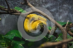 Eyelash viper (Bothriechis schlegelii).