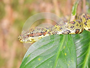 Eyelash Viper Bothriechis schlegelii