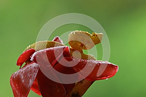 Eyelash Viper - Bothriechis schlegelii, beautiful colored venomous pit viper from Central America