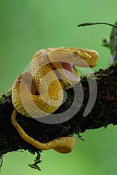 Eyelash Viper - Bothriechis schlegelii, beautiful colored venomous pit viper from Central America
