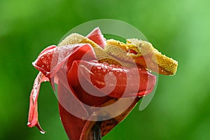 Eyelash Viper - Bothriechis schlegelii, beautiful colored venomous pit viper from Central America