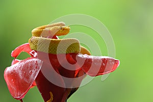 Eyelash Viper - Bothriechis schlegelii, beautiful colored venomous pit viper from Central America