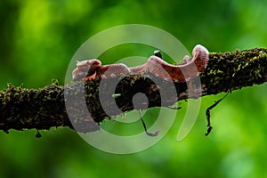 Eyelash Viper - Bothriechis schlegelii, beautiful colored venomous pit viper from Central America forests