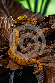 Eyelash Viper - Bothriechis schlegelii, beautiful colored venomous pit viper from Central America forests