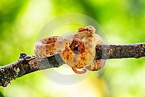 Eyelash Viper - Bothriechis schlegelii, beautiful colored venomous pit viper from Central America forests