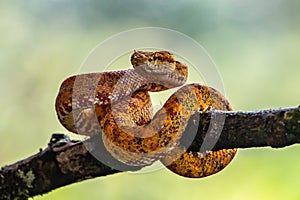 Eyelash Viper - Bothriechis schlegelii, beautiful colored venomous pit viper from Central America forests