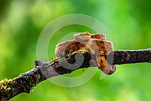 Eyelash Viper - Bothriechis schlegelii, beautiful colored venomous pit viper from Central America forests