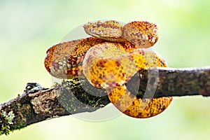 Eyelash Viper - Bothriechis schlegelii, beautiful colored venomous pit viper from Central America forests