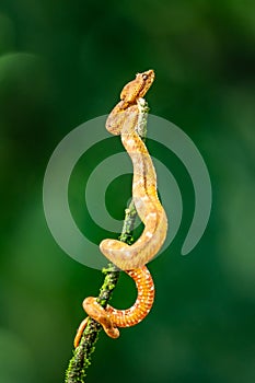 Eyelash Viper - Bothriechis schlegelii, beautiful colored venomous pit viper from Central America forests