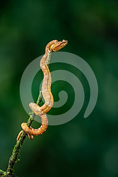 Eyelash Viper - Bothriechis schlegelii, beautiful colored venomous pit viper from Central America forests