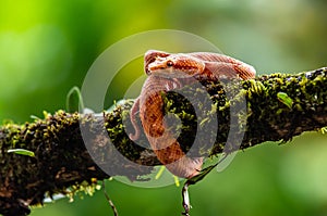 Eyelash Viper - Bothriechis schlegelii, beautiful colored venomous pit viper from Central America forests,