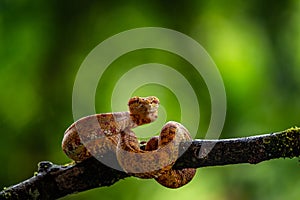 Eyelash Viper - Bothriechis schlegelii, beautiful colored venomous pit viper from Central America forests,