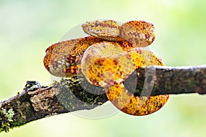 Eyelash Viper - Bothriechis schlegelii, beautiful colored venomous pit viper from Central America forests,