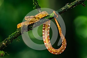 Eyelash Viper - Bothriechis schlegelii, beautiful colored venomous pit viper from Central America forests,