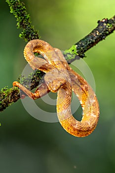 Eyelash Viper - Bothriechis schlegelii, beautiful colored venomous pit viper from Central America forests,