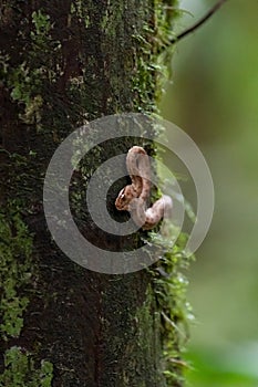 Eyelash Viper & x28;Bothriechis schlegelii& x29; in Costa Rica