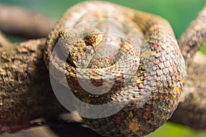 Eyelash Viper (Bothriechis Schlegelii) slithering on a branch