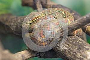 Eyelash Viper (Bothriechis Schlegelii) slithering on a branch