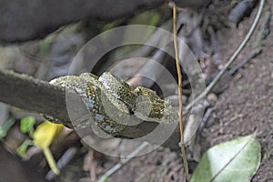 Eyelash Viper in a Cloud Forest Tree