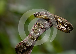 Eyelash viper in Costa Rica