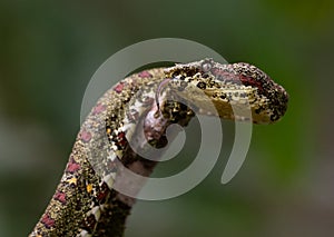 Eyelash viper in Costa Rica