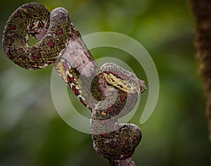 Eyelash viper in Costa Rica