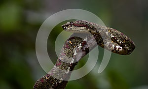 Eyelash Viper in Costa Rica