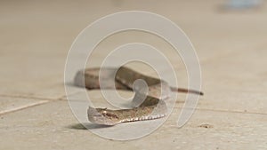 Eyelash Viper crawling on floor, Costa Rica